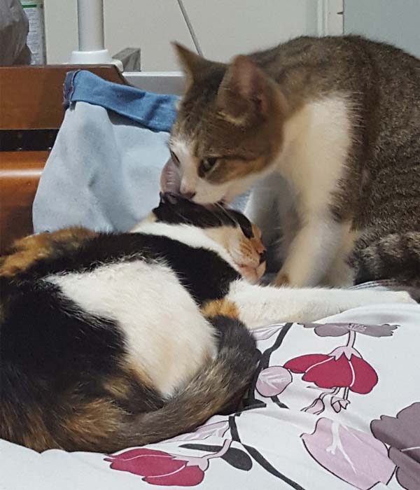 A photo of two cats licking each other