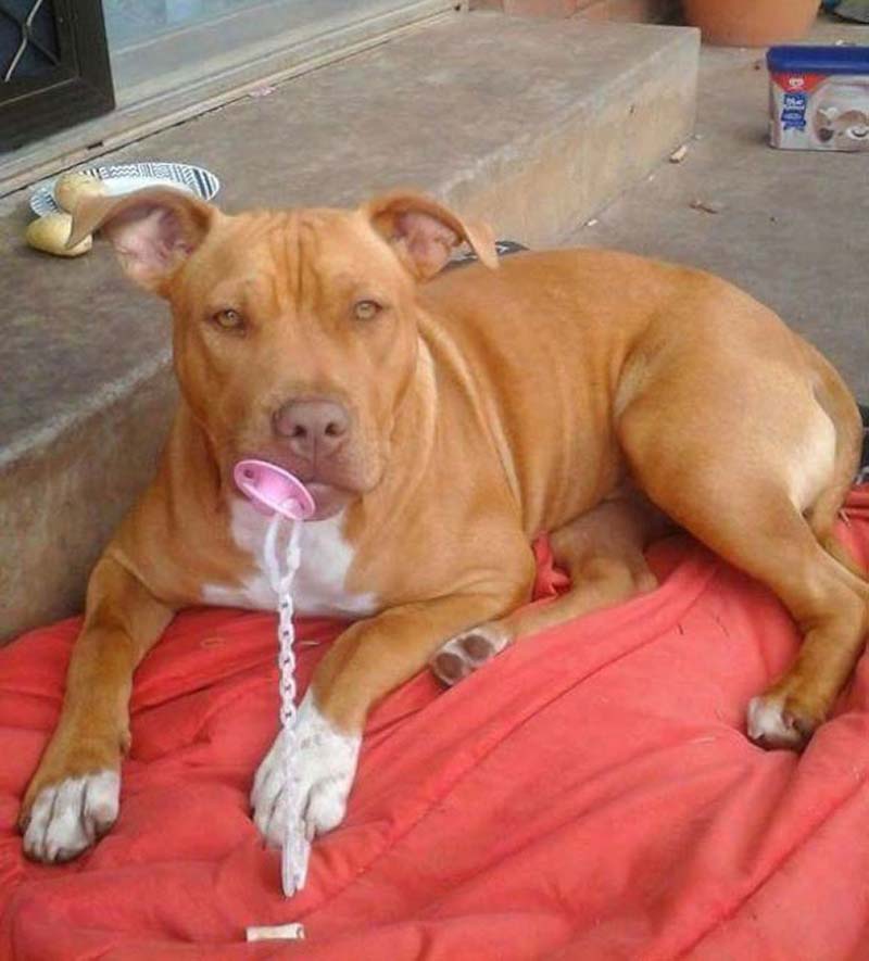 A photo of a dog
