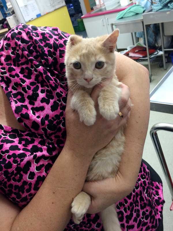 A photo of a kitten after being treated for injuries