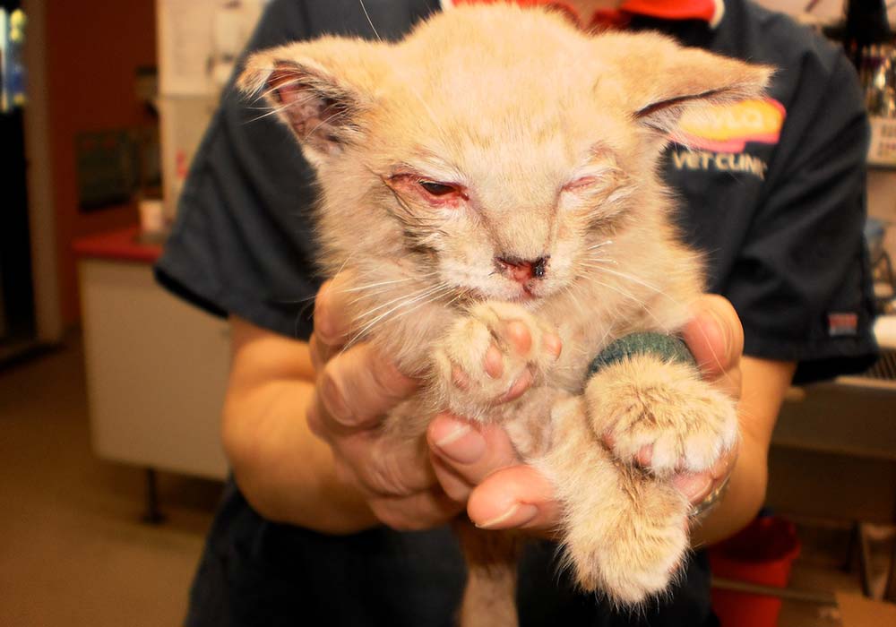 A photo of a veterinarian holding a severely injured kitten