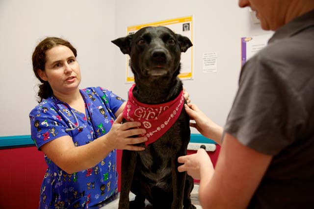 A photo of a veterinarian with a dog and it's owner