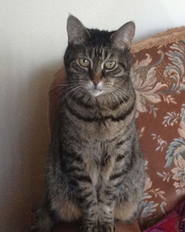 A photo of cat sitting on a couch
